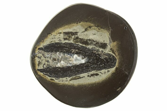 Polished Fish Coprolite (Fossil Poo) Nodule Half - Scotland #315194